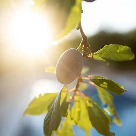 Pearl In Stone * 이모츠키